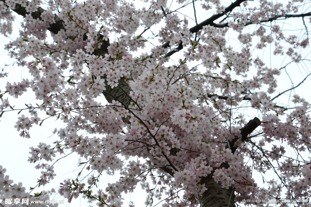 樱花