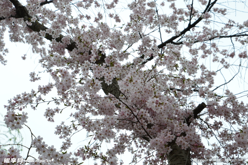 樱花