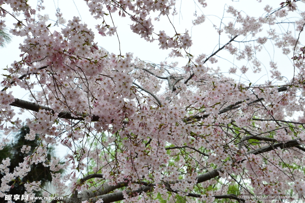 樱花