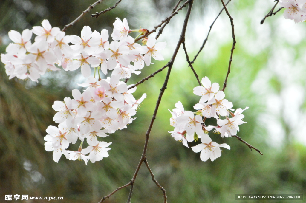 樱花