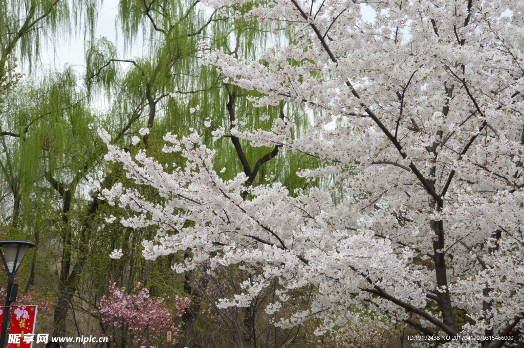 樱花