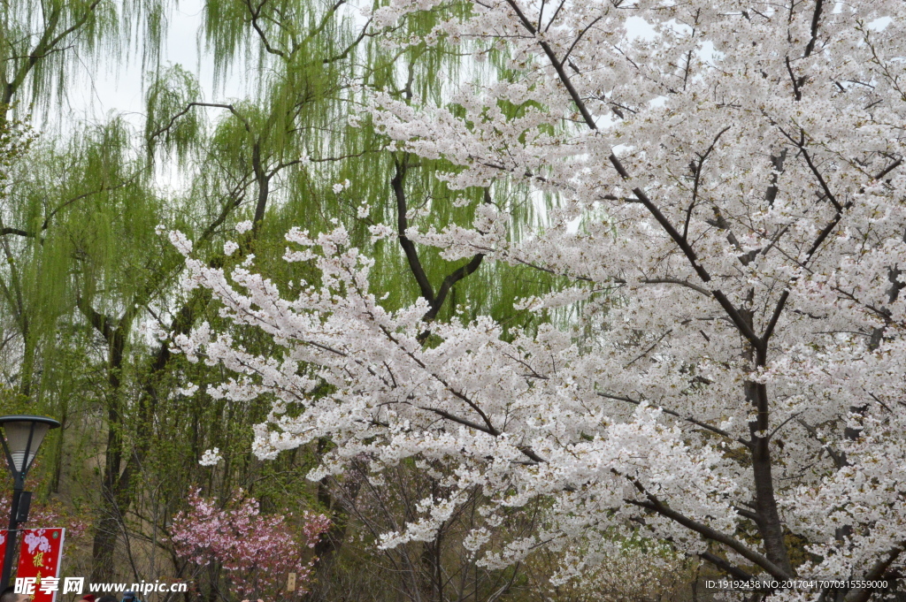 樱花