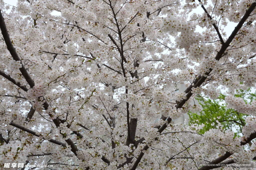 樱花