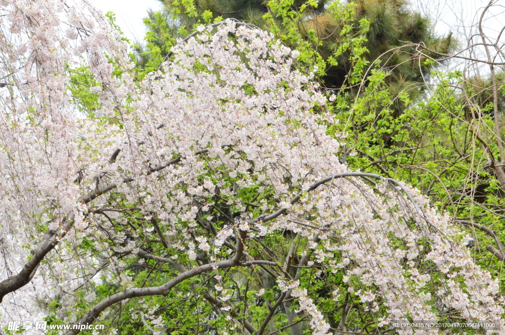 樱花