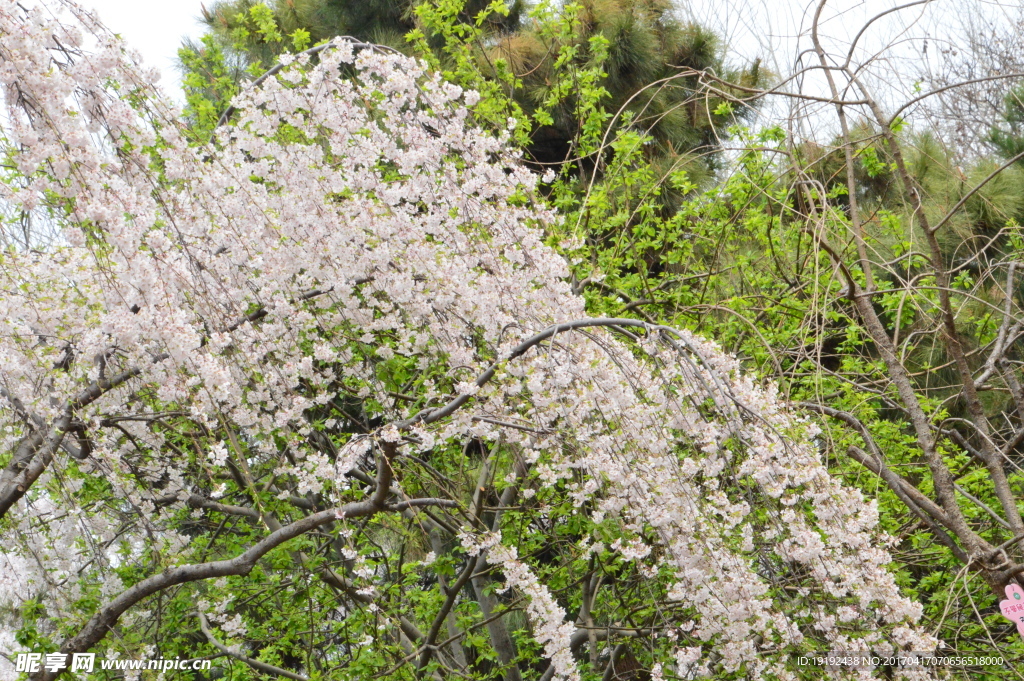 樱花
