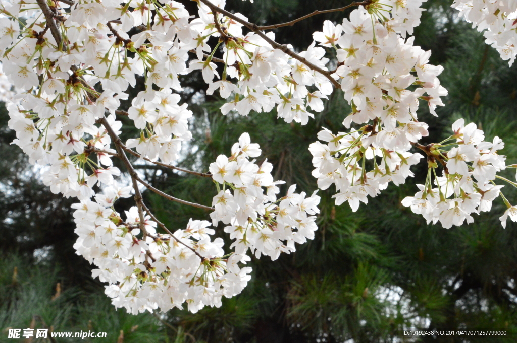 樱花