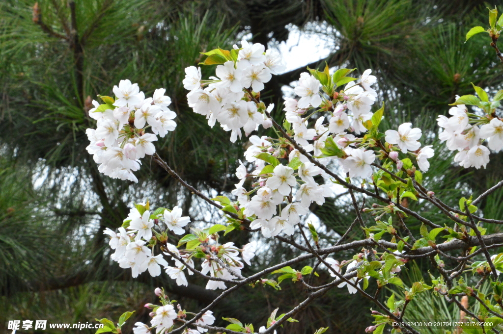 樱花
