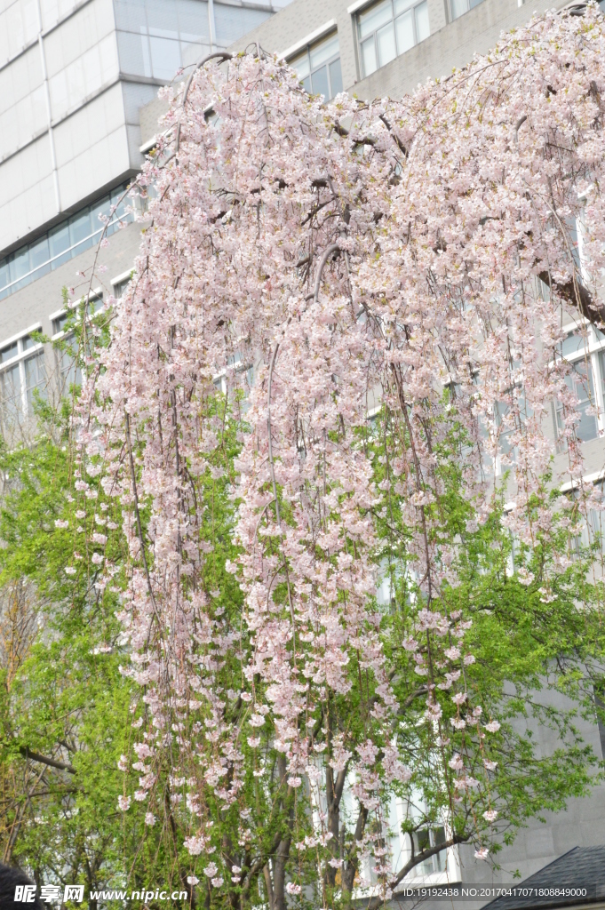 樱花