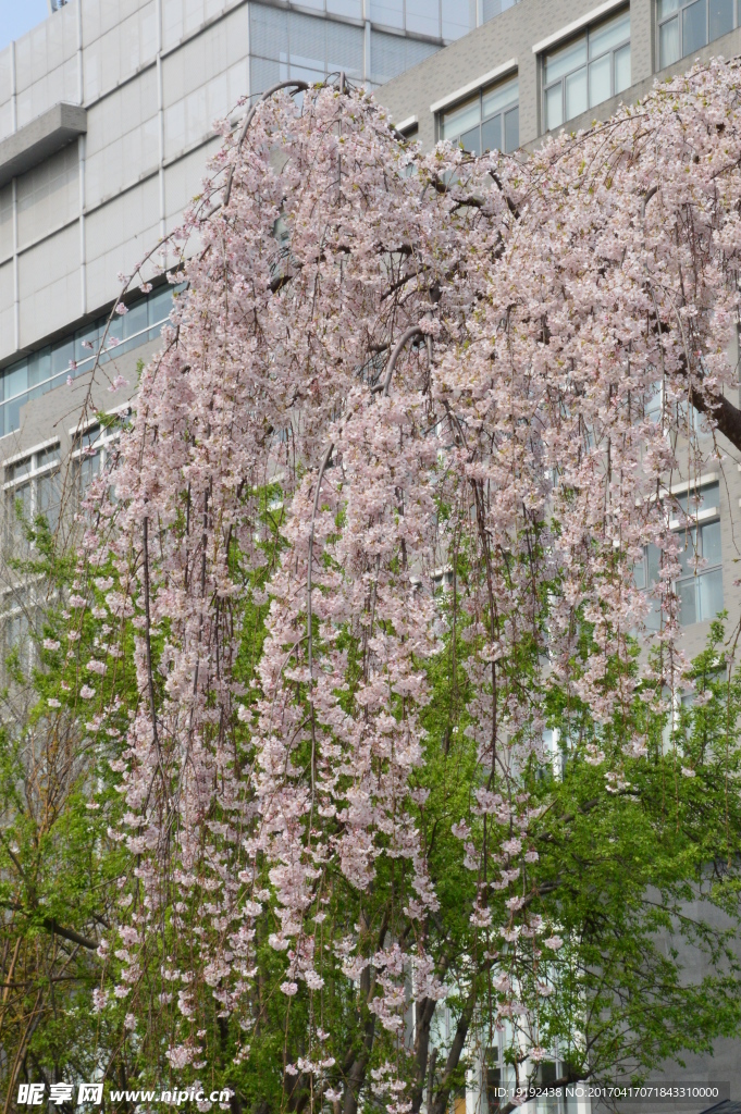 樱花