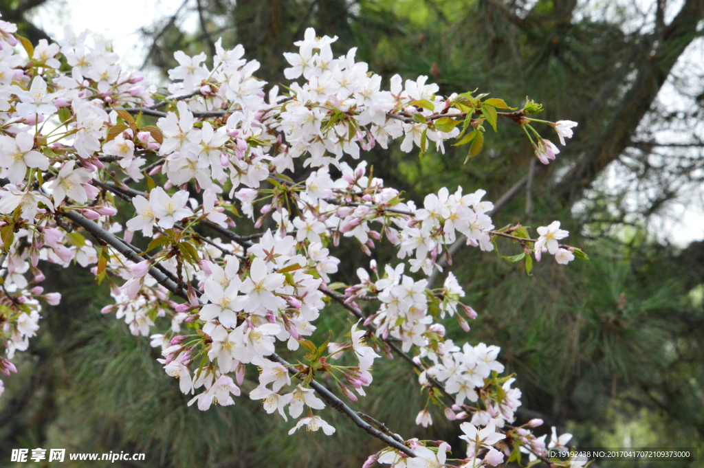 樱花