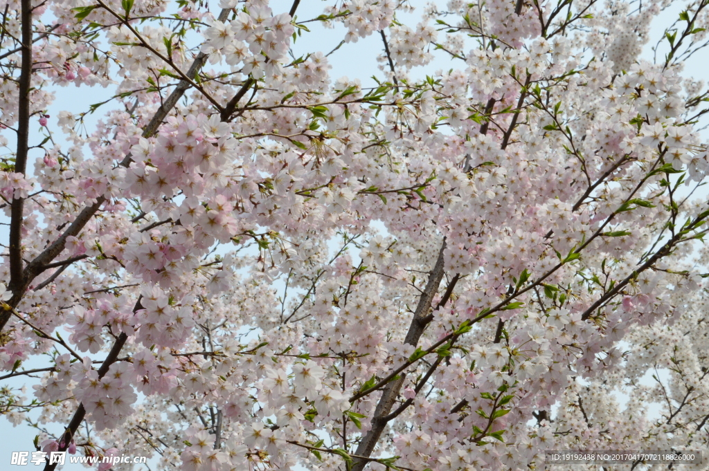 樱花