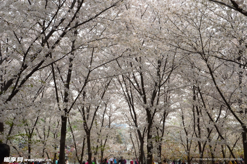 樱花