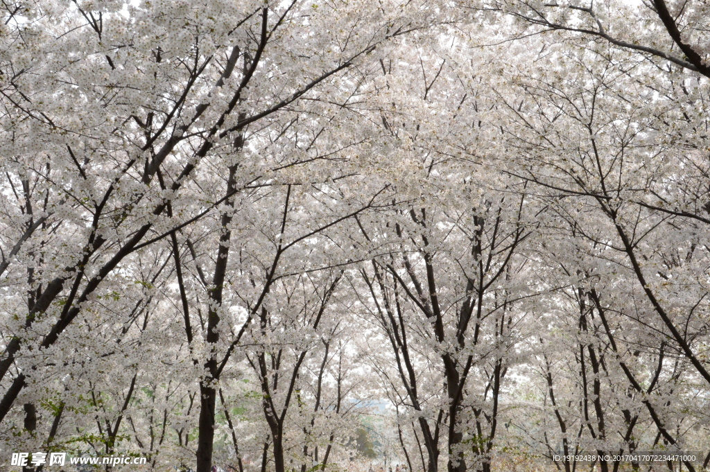 樱花