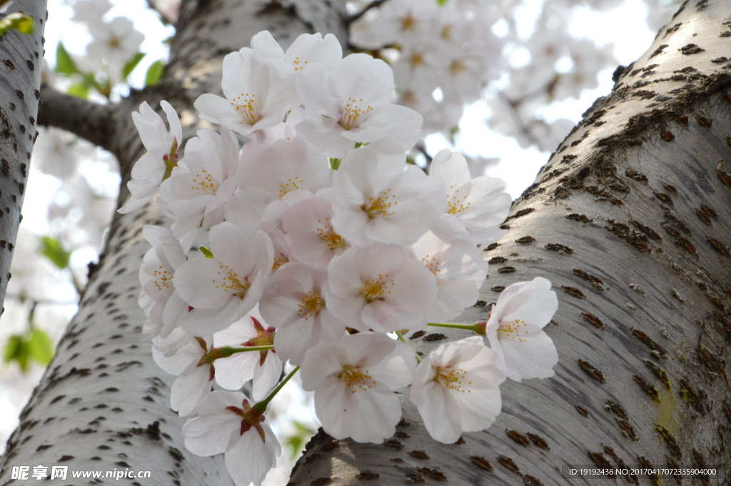 樱花