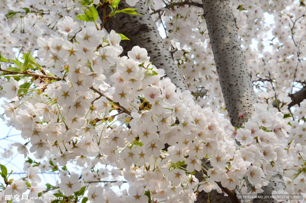 樱花