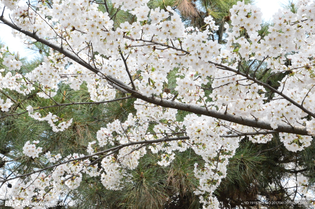 樱花