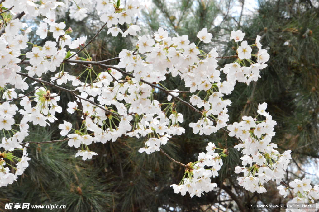 樱花
