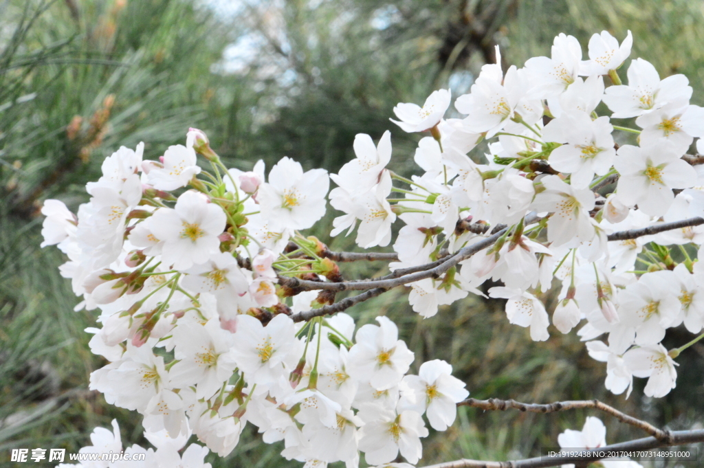 樱花