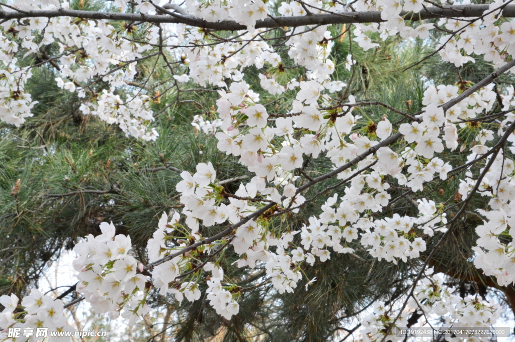 樱花