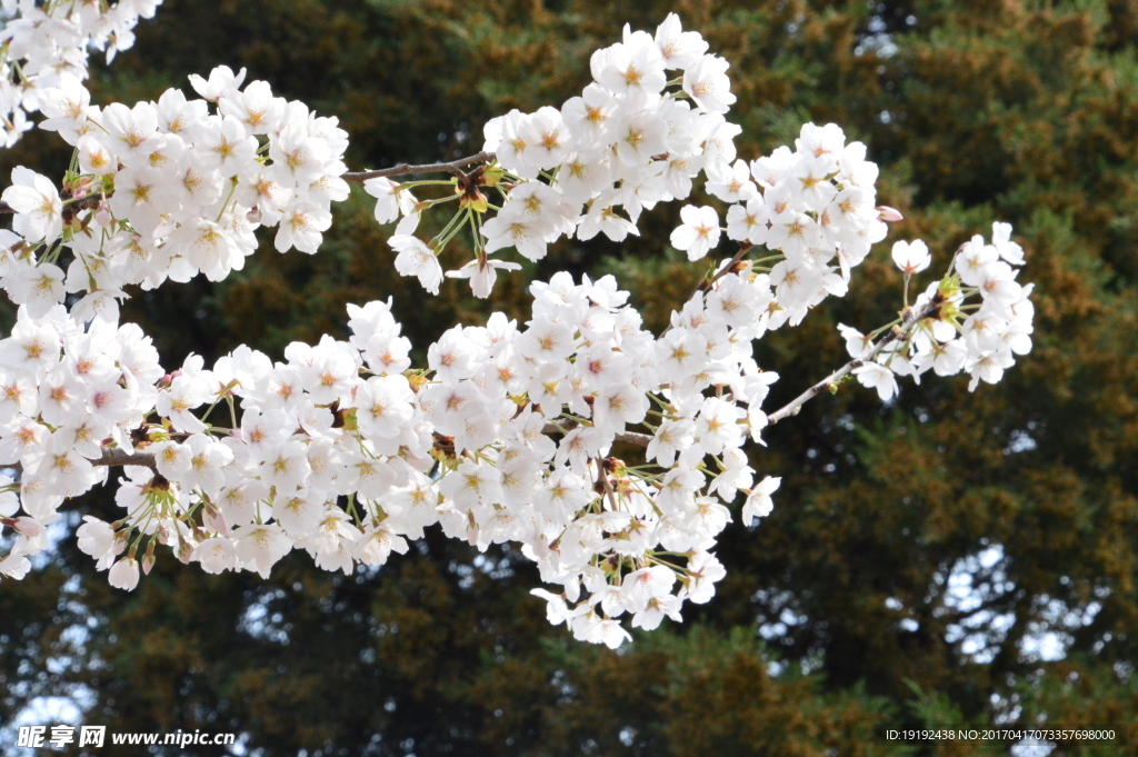 樱花