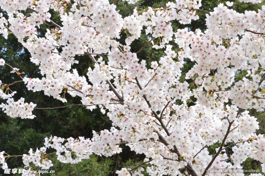 樱花