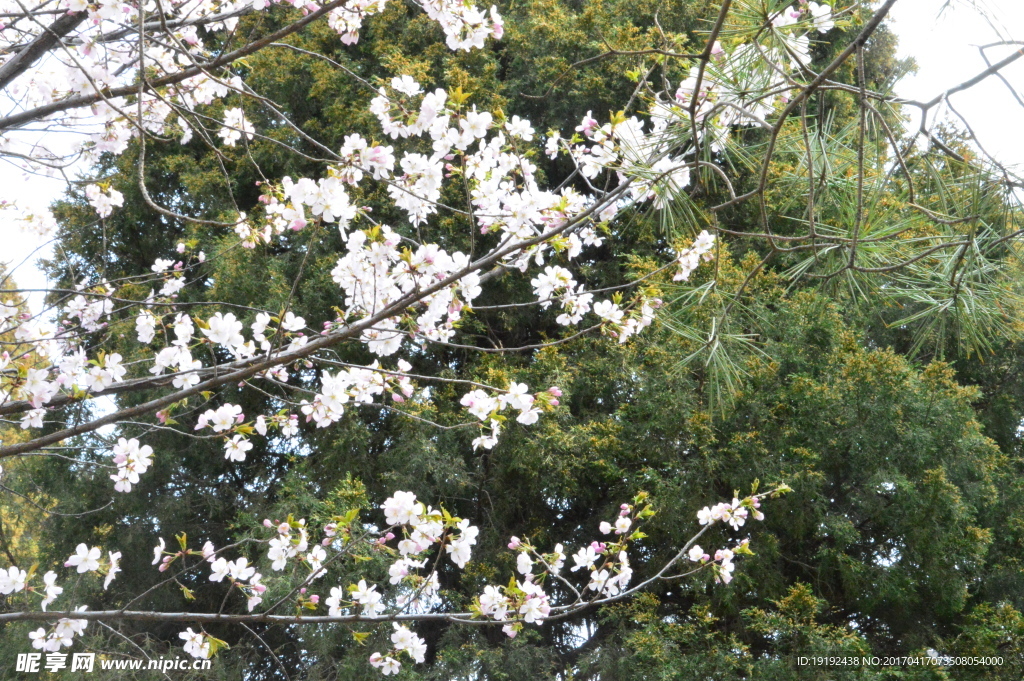 樱花