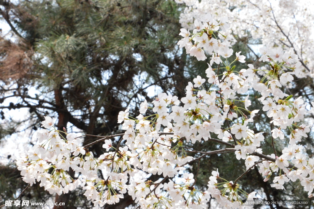 樱花