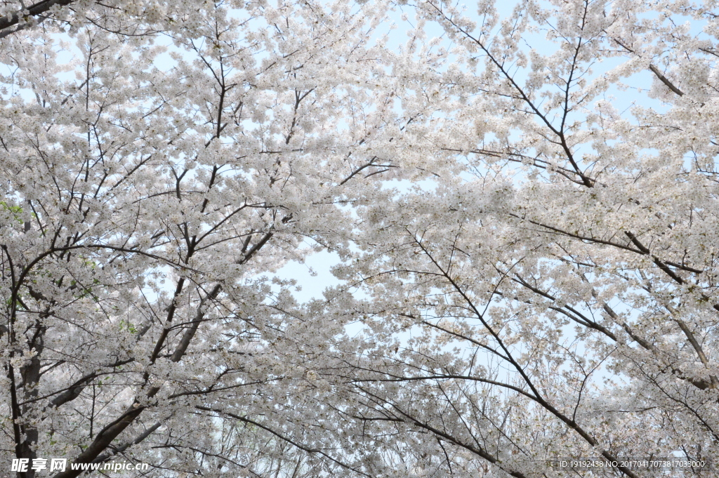 樱花