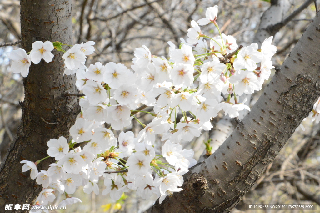 樱花