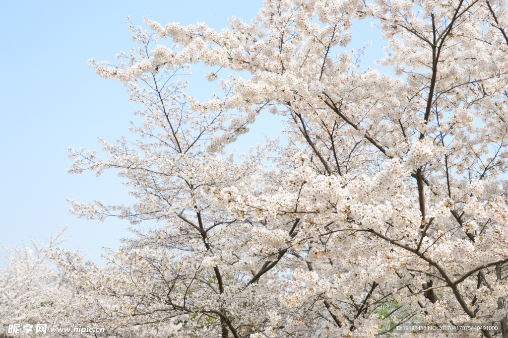 樱花