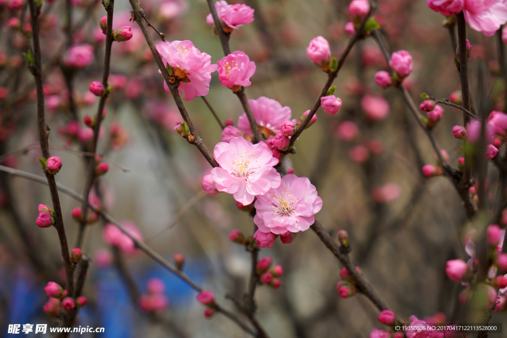 春天 粉红色的桃花