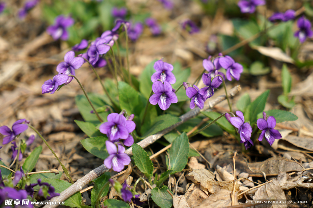 春天 紫色的野花