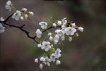梨花