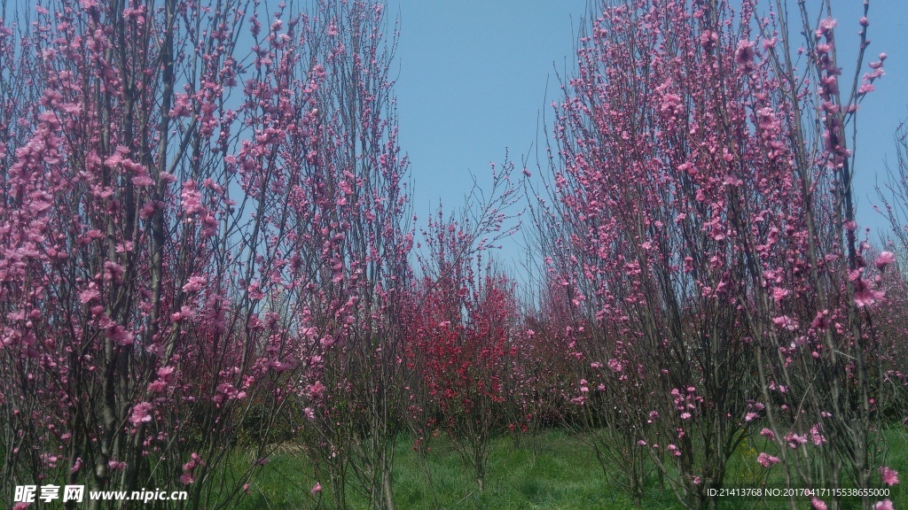桃花