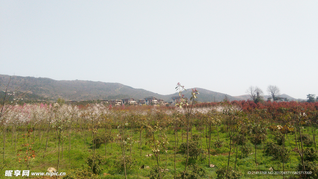 别墅村