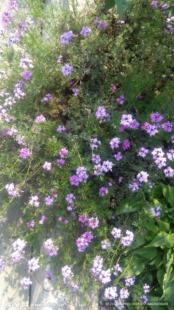 兰花草