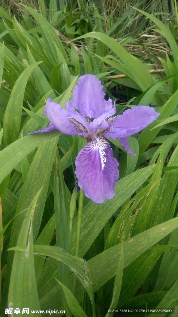 兰花草