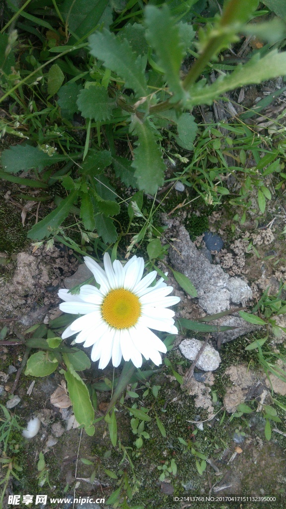 小雏菊