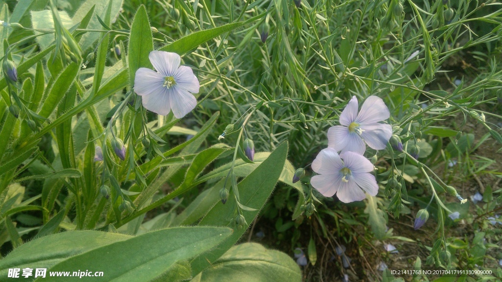 兰花草