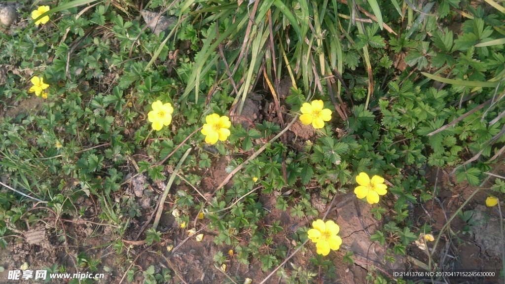 太阳花