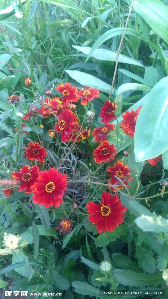 小雏菊