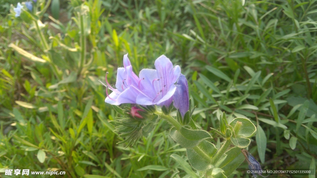 兰花草