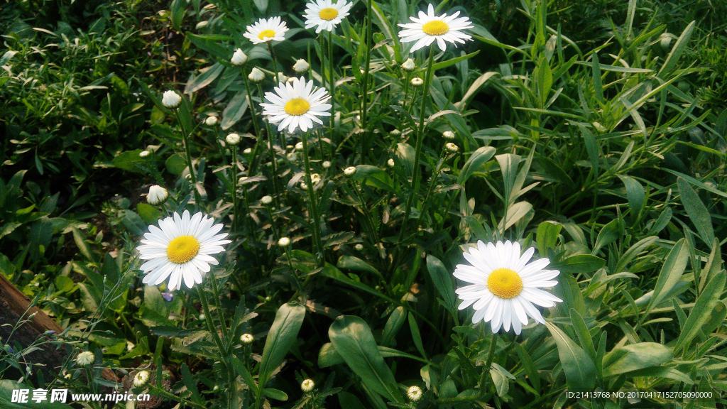 小雏菊
