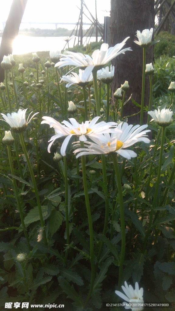 小雏菊