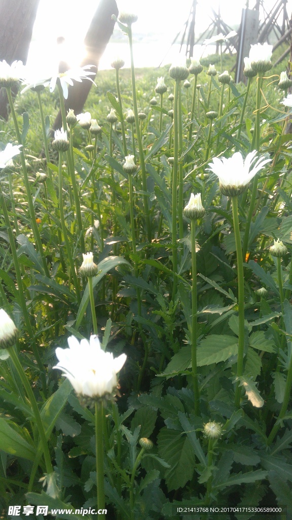 小雏菊