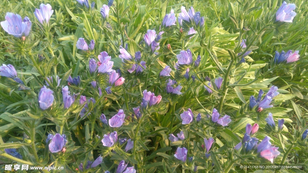 兰花草