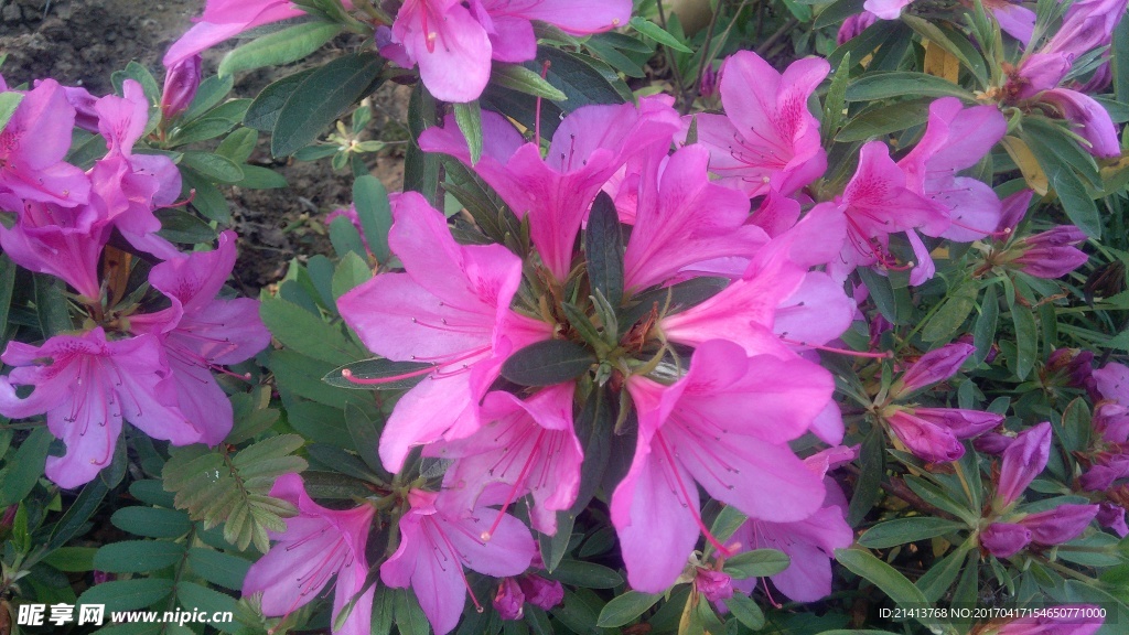 杜鹃花