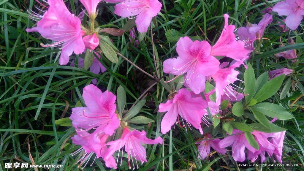 杜鹃花
