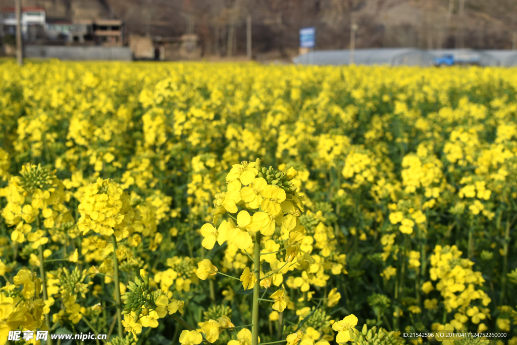 菜籽花 油菜花