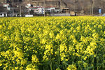 菜籽花 油菜花